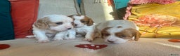 Cockalier dogs for sale: Beautiful Litter of Cavalier King Charles X Cocker - Advert 7
