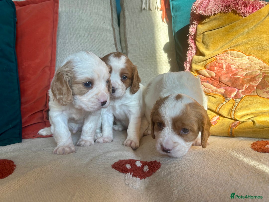 Cockalier dogs for sale: Beautiful Litter of Cavalier King Charles X Cocker - Advert 7