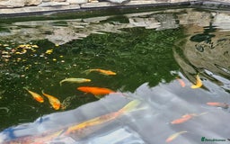 Shubunkins fish for sale: Shubunkins Goldfish  - Image 6