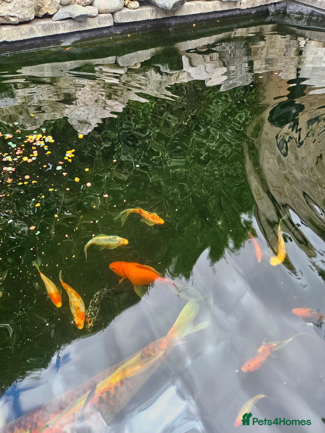 Shubunkins fish for sale: Shubunkins Goldfish  - Image 6