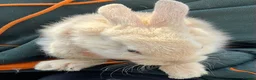 Mini Lop rabbits for sale: X5 Mini Lop Bunnies in Wednesbury - Advert 5