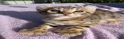 Keetso cats for sale: Stunning wild looking polydactyl curl ear keetsos  - Advert 9