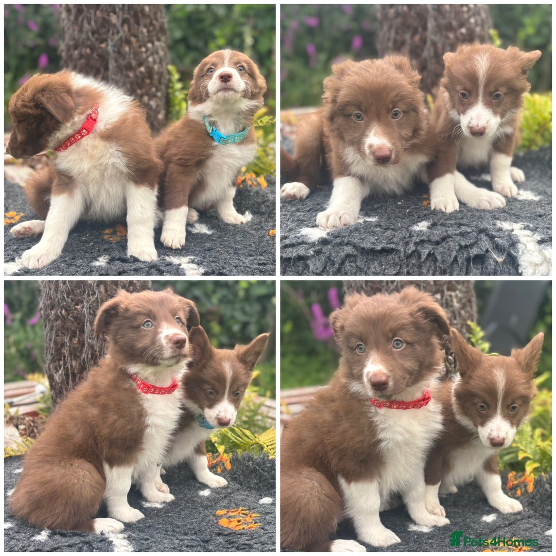 Border Collie dogs for sale: READY TO GO 2 LEFT KC Reg Red+White Border Collies - Image 2