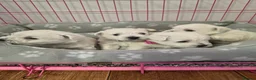 West Highland Terrier dogs for sale: Beautiful healthy litter of westie puppies  - Advert 7
