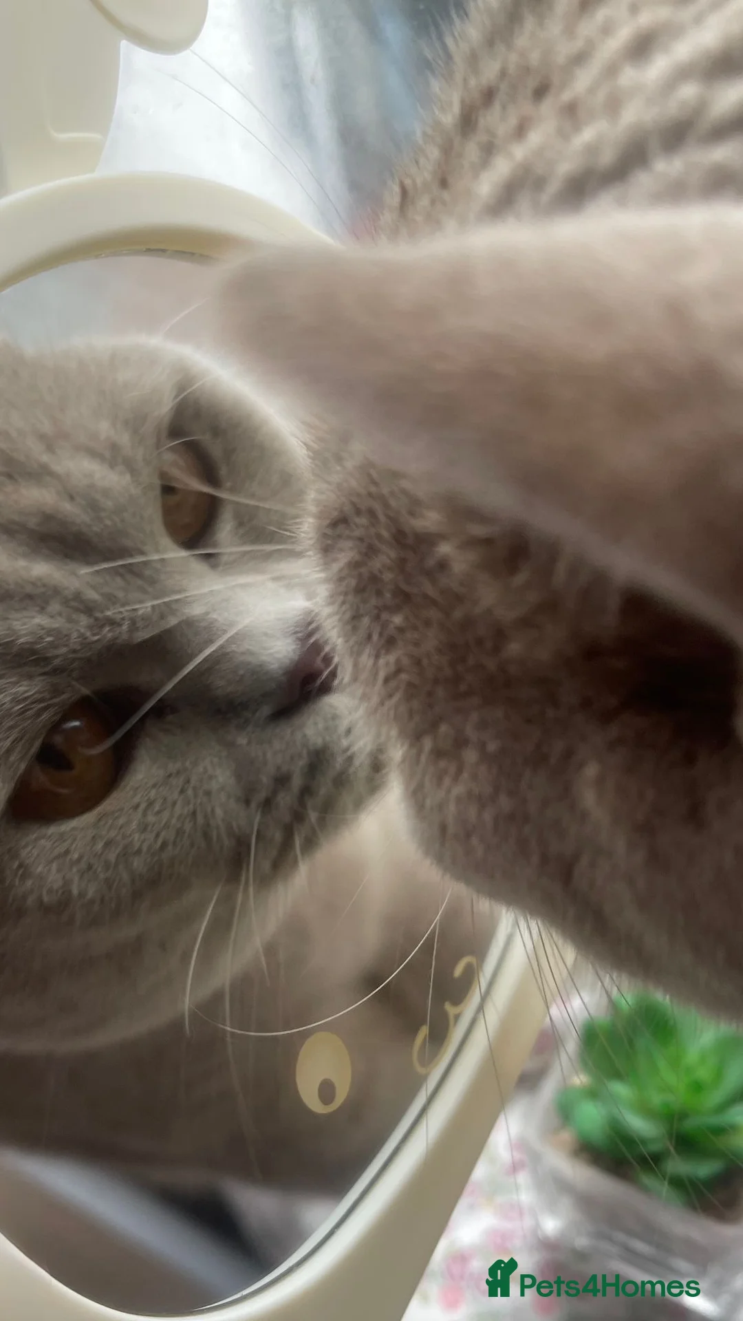 British Shorthair cats for sale: British Shorthair Adult Male - Advert 10
