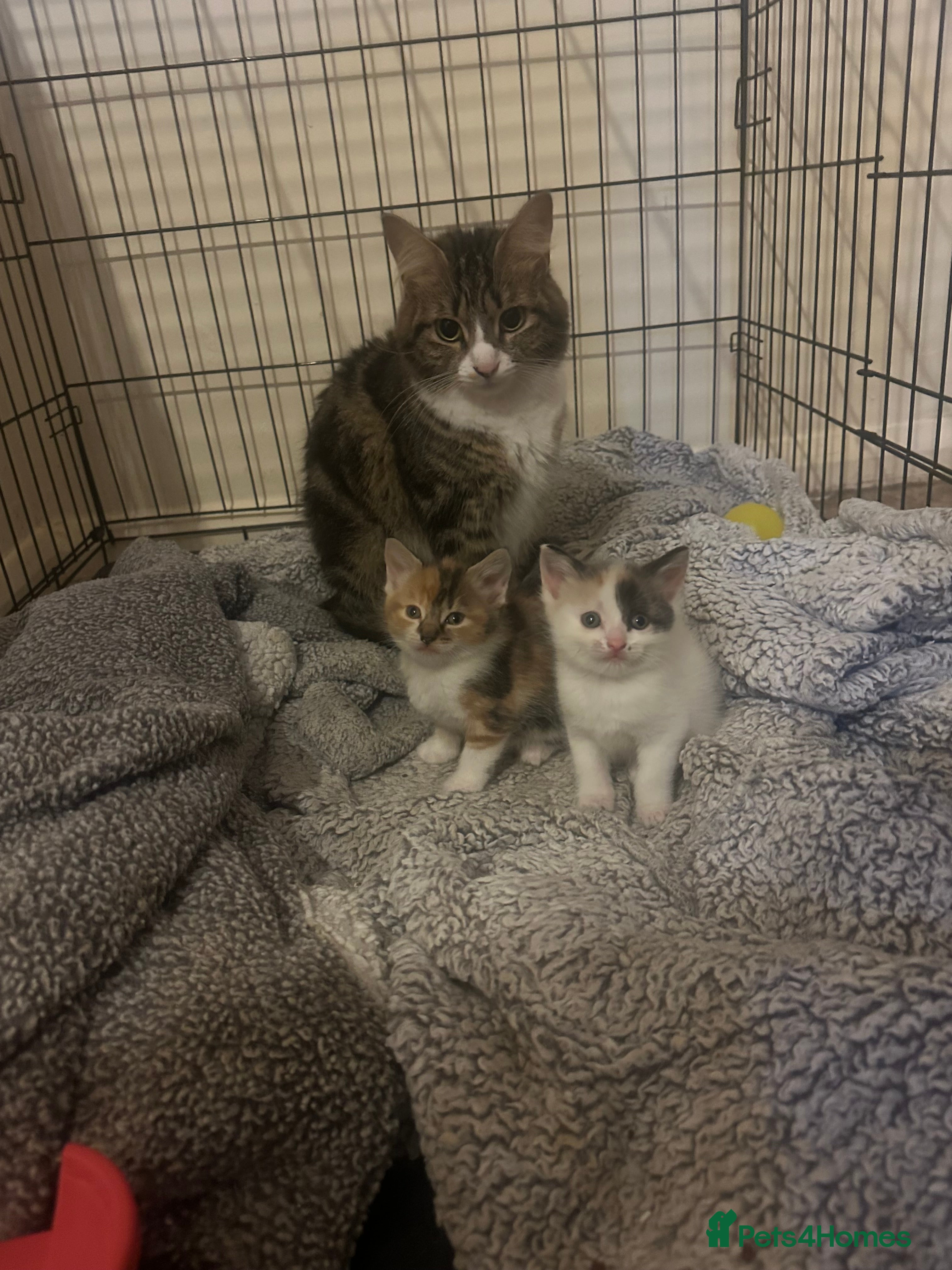 Domestic Shorthair cats 3 beautiful kittens for sale - Advert 1