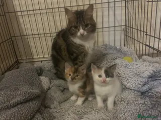 Domestic Shorthair cats 3 beautiful kittens for sale - Advert 1