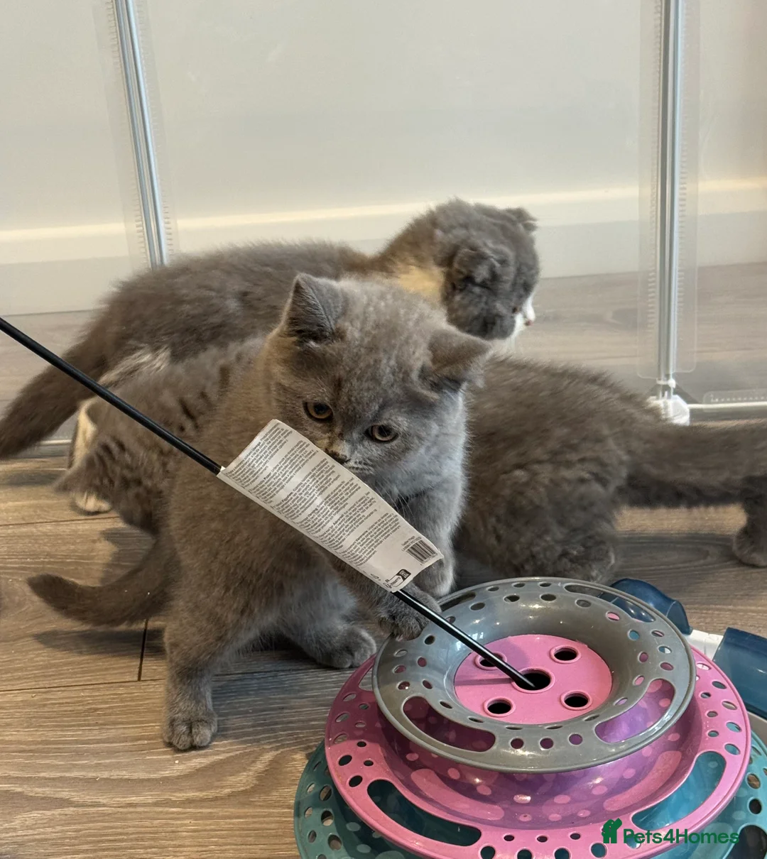 British Shorthair cats for sale: 1 left - Scottish Fold Blue Male Kitten - Advert 12
