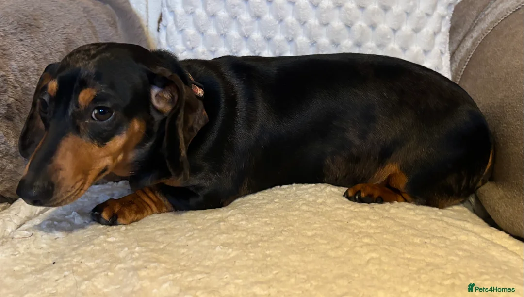 Miniature Dachshund dogs for sale: Female dapple dachshund  - Advert 7