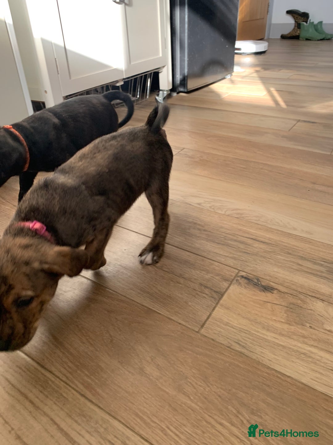 Mixed Breed dogs for sale: Staffordshire bull terrier x pups - Image 2