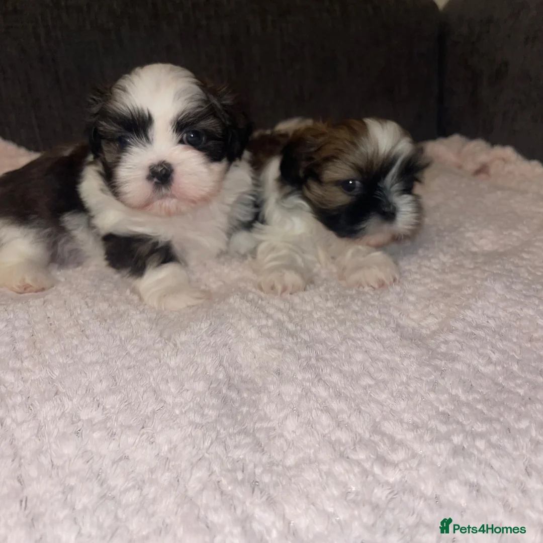 Shih Tzu dogs for sale: Shihtzu puppies for sale  - Advert 24