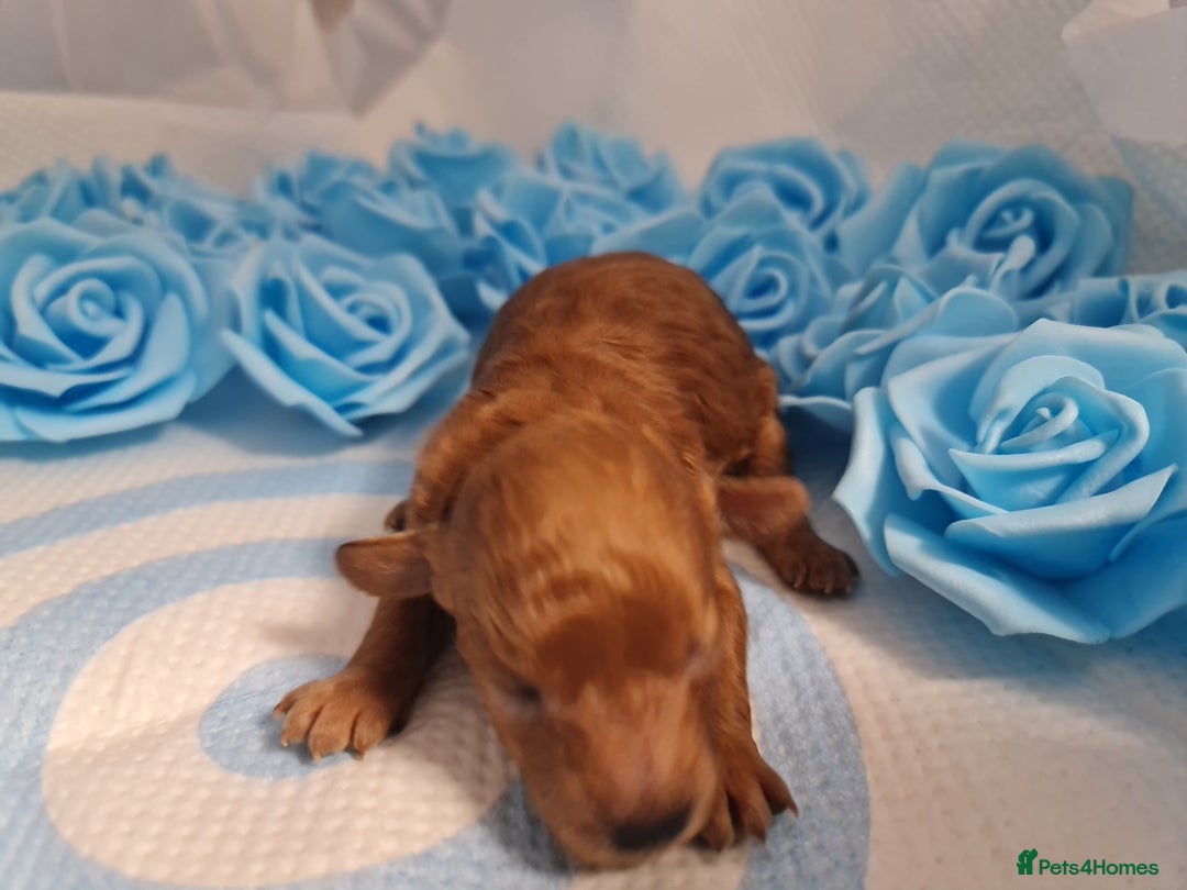 Toy Poodle dogs for sale: Tiny kc puppies,DNA&Genetic tested parents  - Image 31