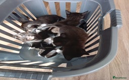 Mixed Breed cats for sale: Pet kittens  - Image 2