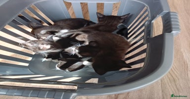 Mixed Breed cats - Advert 9