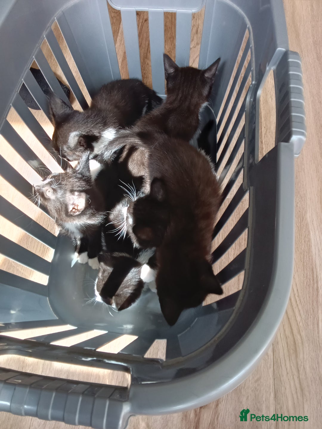 Mixed Breed cats for sale: Pet kittens  - Image 2