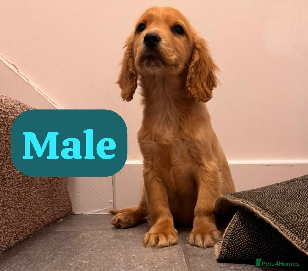 Cockapoo dogs 2 LEFT !!!!!COCKAPOO PUPPIES  - Advert 1