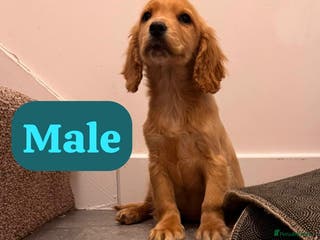 Cockapoo dogs 2 LEFT !!!!!COCKAPOO PUPPIES - Advert 1