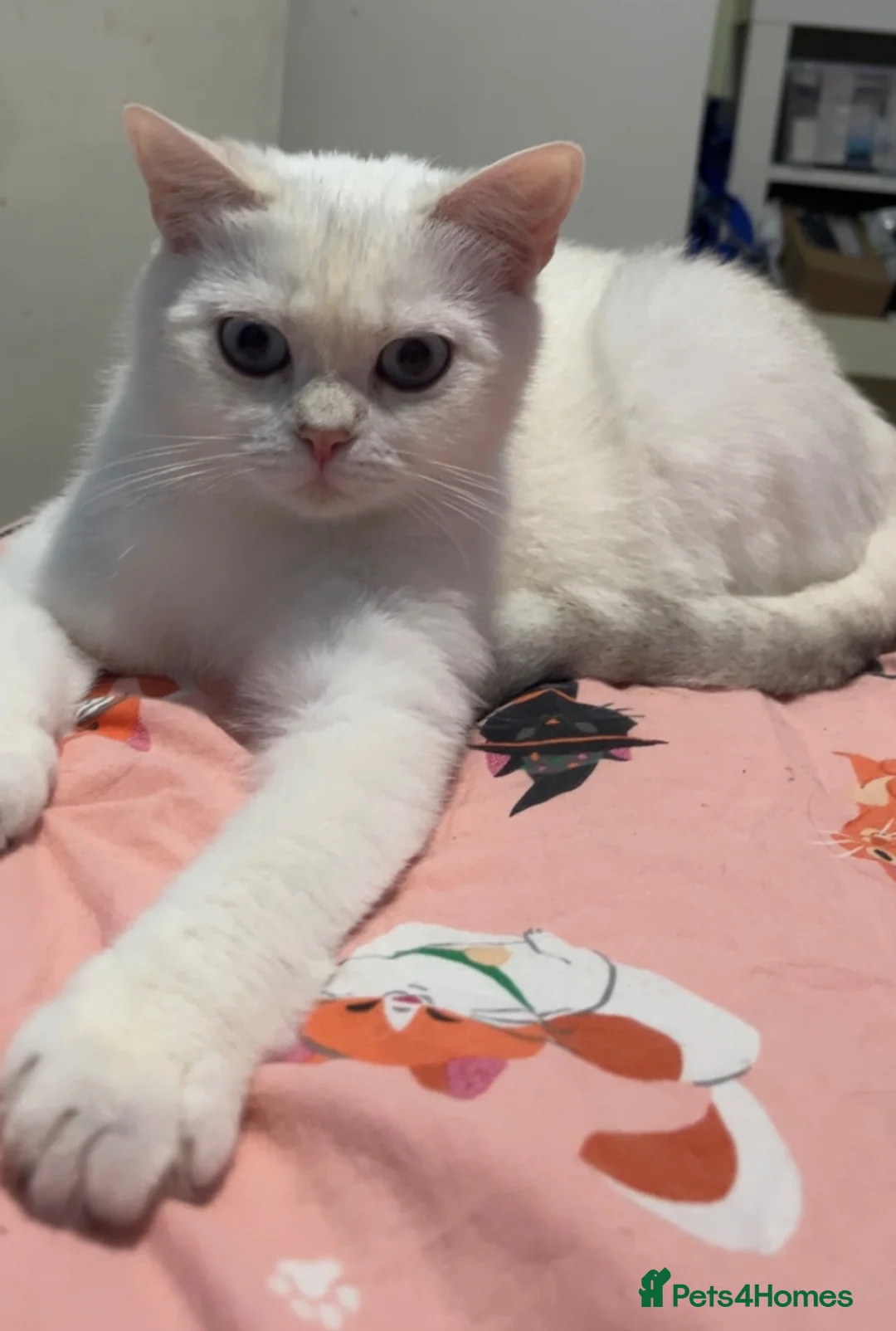 British Shorthair cats for sale: Pedigree British Shorthair Boys - Advert 13