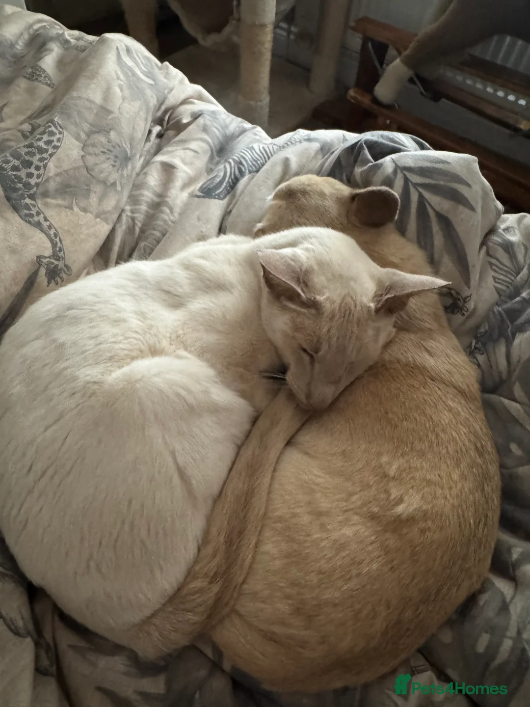 Siamese cats for sale: Coco the Lilac Point Siamese  - Advert 2