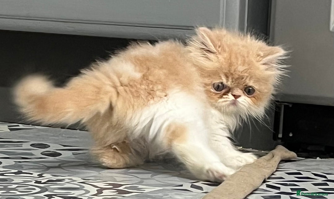 Ragdoll cats for sale: Stunning Ragdoll x Persian kittens.  - Image 7
