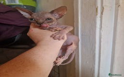 Sphynx cats for sale: 3 beautiful boys looking for forever families  - Image 5