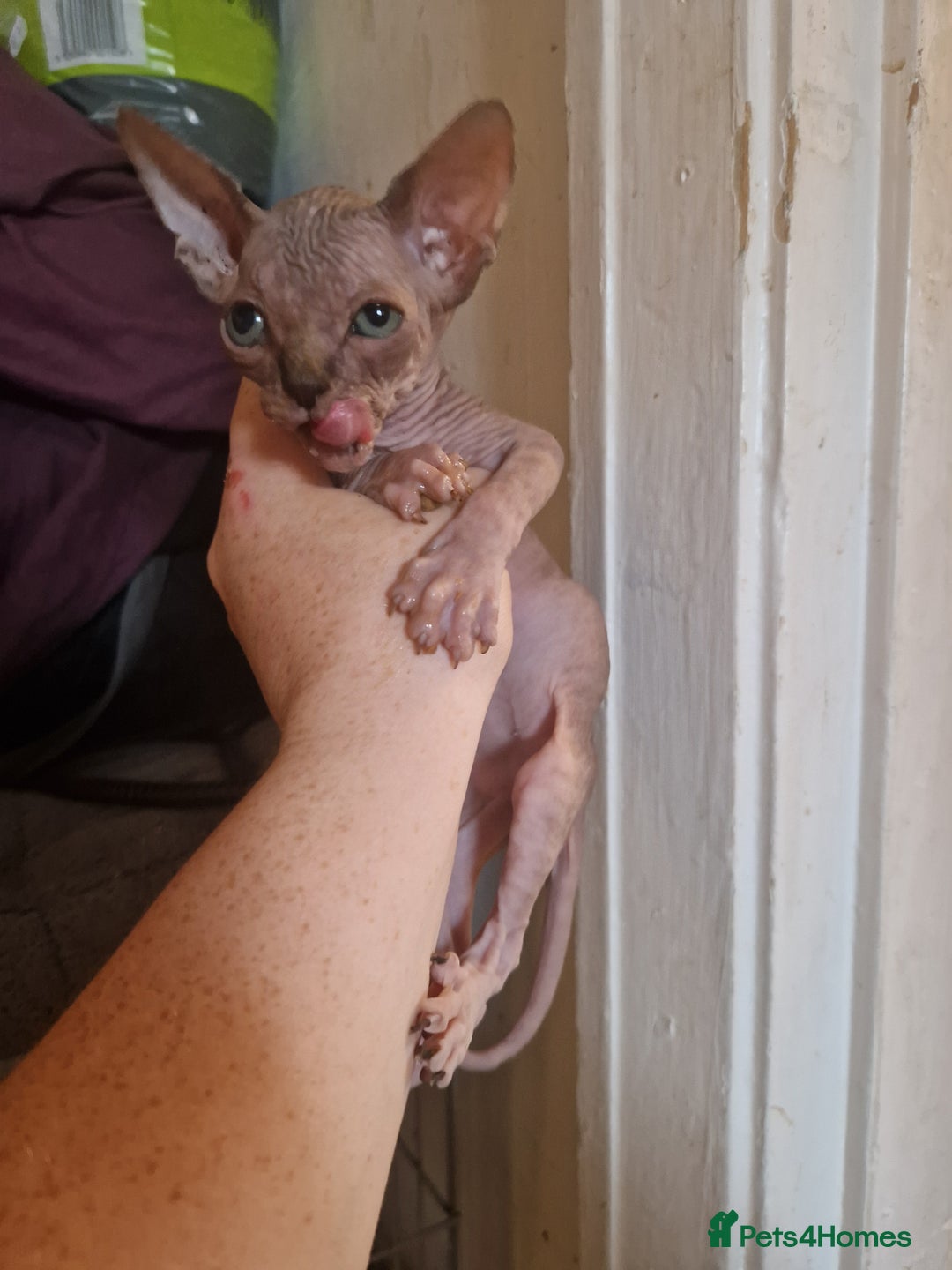 Sphynx cats for sale: 3 beautiful boys looking for forever families  - Image 5