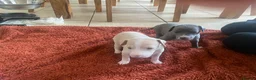 Italian Greyhound dogs for sale: 2 beautiful Italian Greyhound puppy boys  - Advert 9