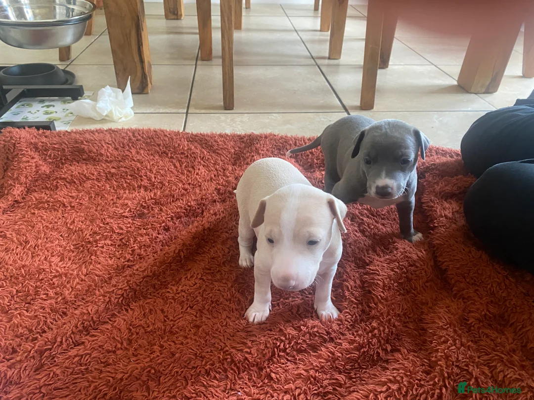 Italian Greyhound dogs for sale: 2 beautiful Italian Greyhound puppy boys  - Advert 9