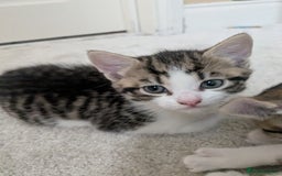 Mixed Breed cats for sale: Kittens looking for a loving home! - Image 9