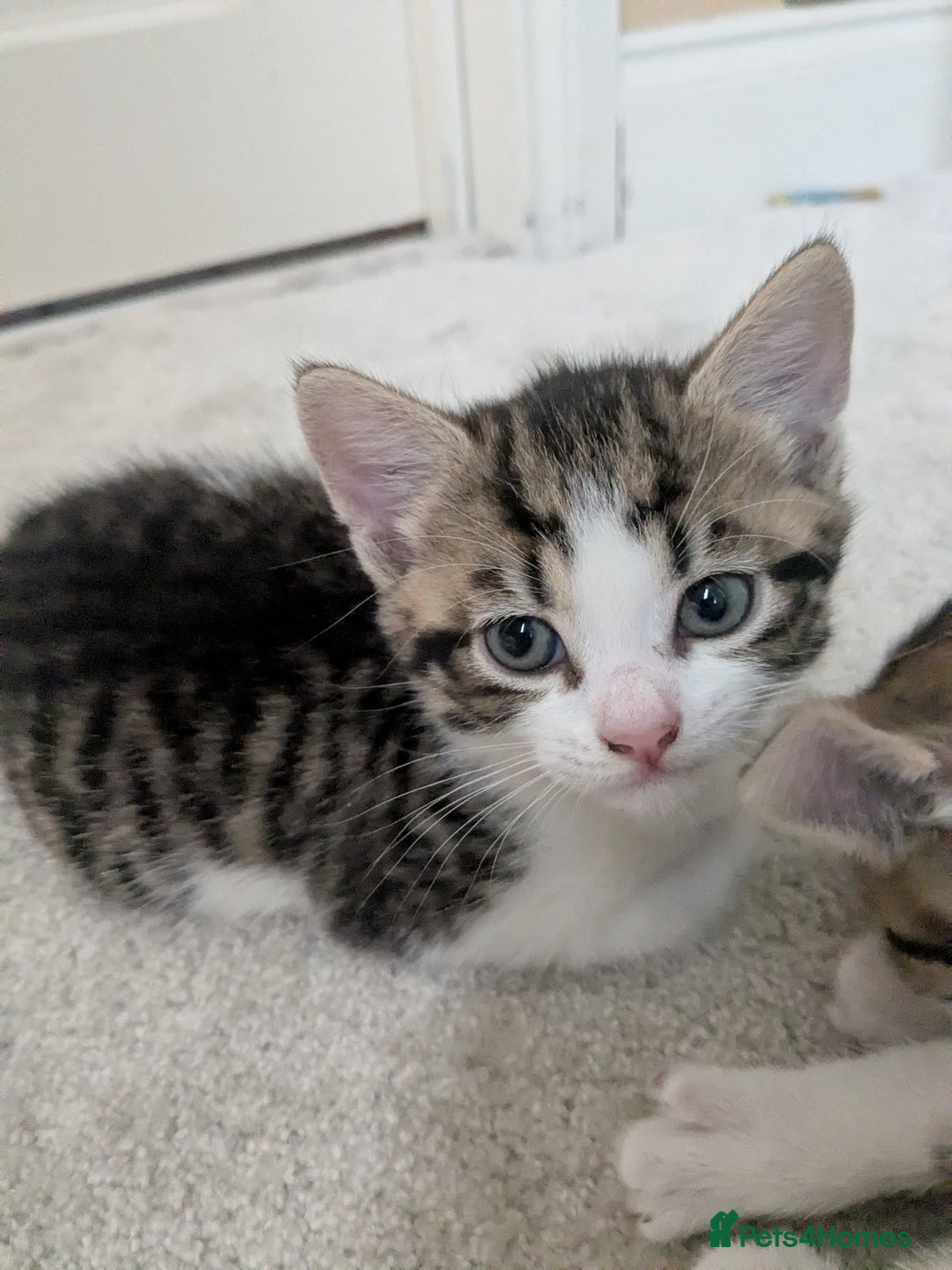 Mixed Breed cats for sale: Kittens looking for a loving home! - Image 9