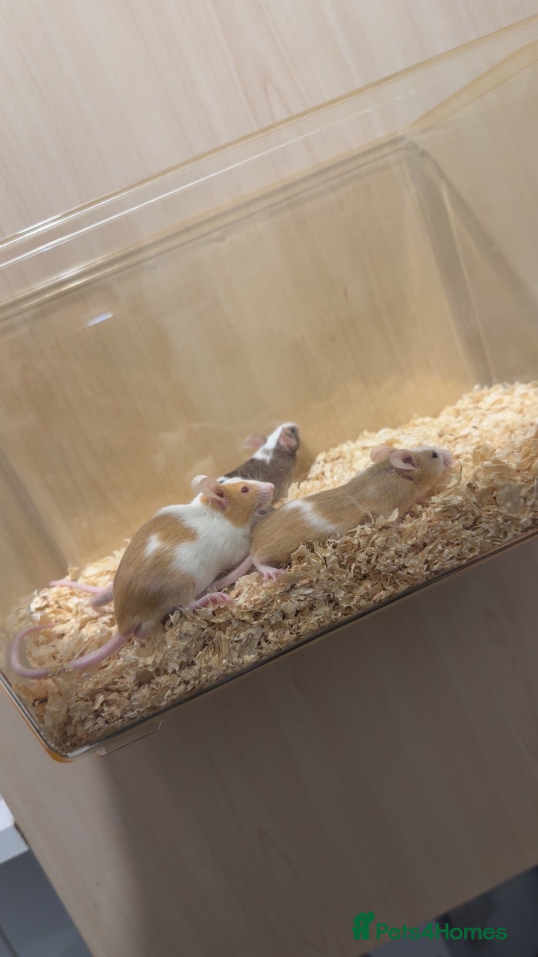 Mouse rodents for sale: Male fancy mice  - Advert 1