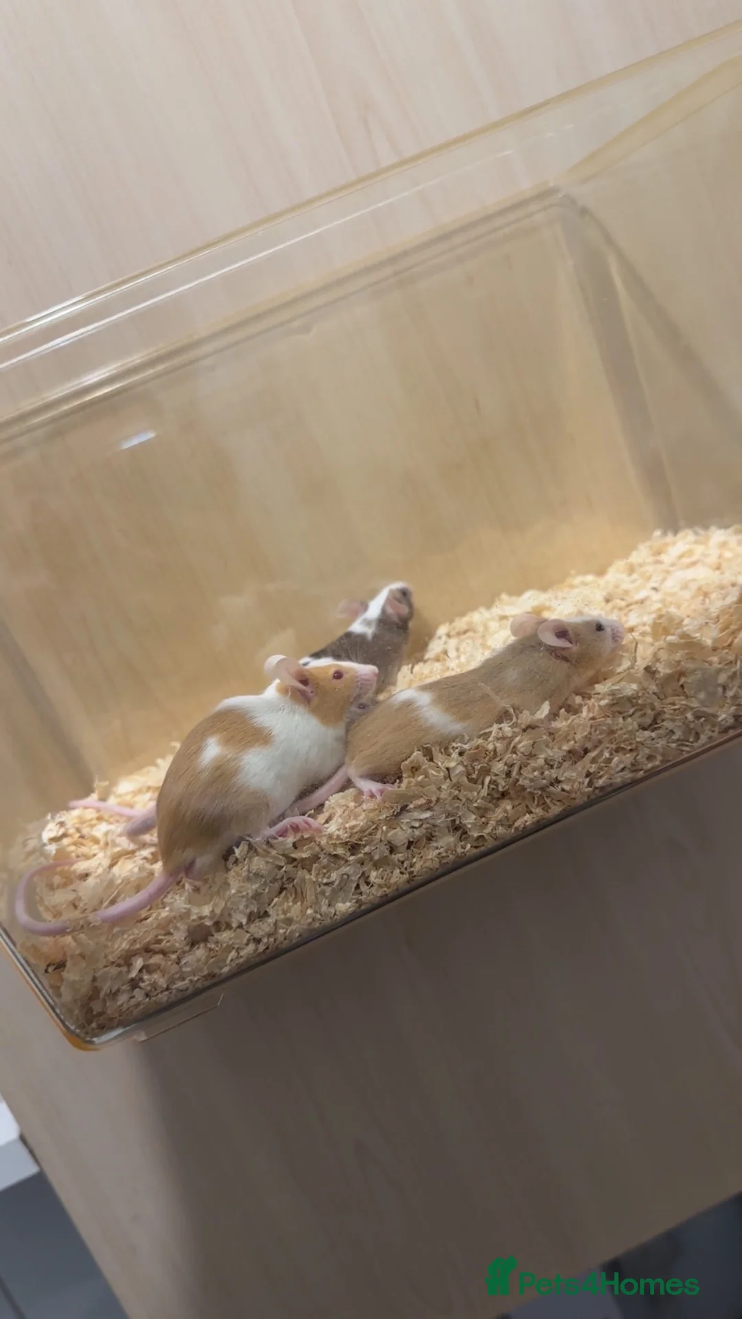 Mouse rodents for sale: Male fancy mice  in Manchester - Advert 1