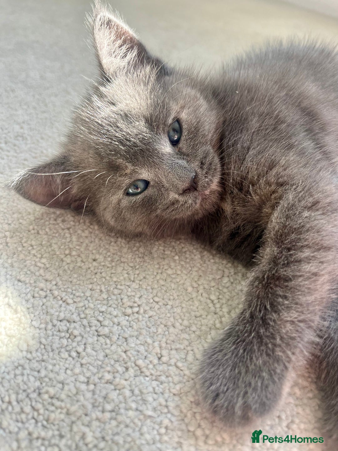 Ragdoll cats for sale: Pretty and affectionate grey ragdoll x tuxedo girl - Image 7