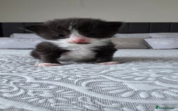 Domestic Shorthair cats for sale: A little of 5 beautiful kittens! - Advert 8