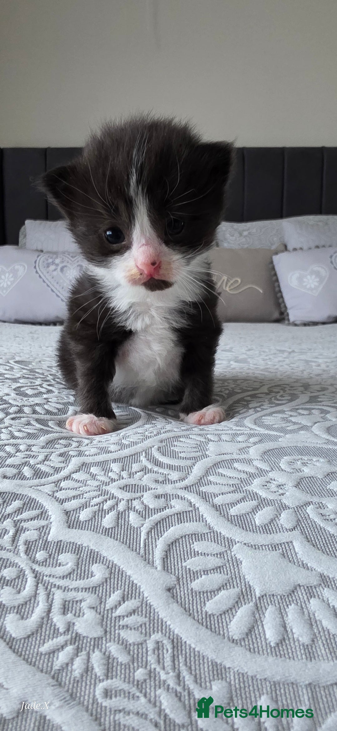 Domestic Shorthair cats for sale: A little of 5 beautiful kittens! - Advert 8