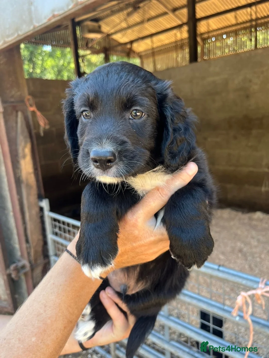 Mixed Breed dogs for sale: Collie x cocker pups for sale in Brockenhurst - Advert 6