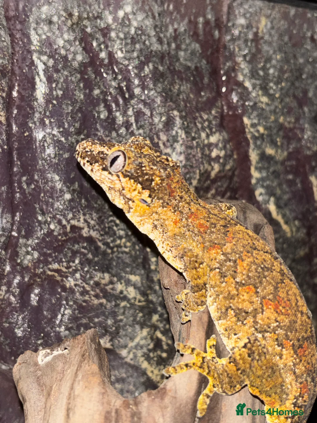 Gecko reptiles for sale: 3 Gargoyle Geckos - Advert 2