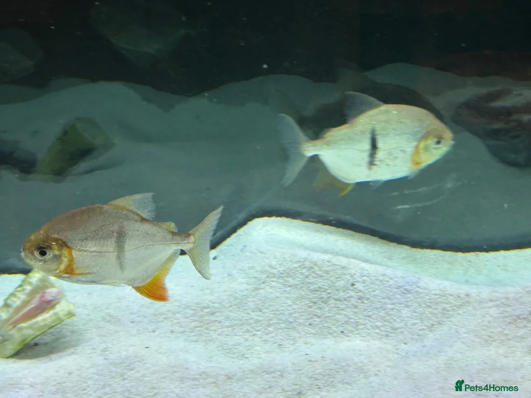 Other/Mixed Breed fish for sale: Tropical fish  in Hornchurch - Advert 5