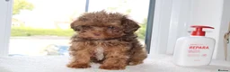 Shihpoo dogs for sale: Chocolate shihpoo’s  - Advert 13