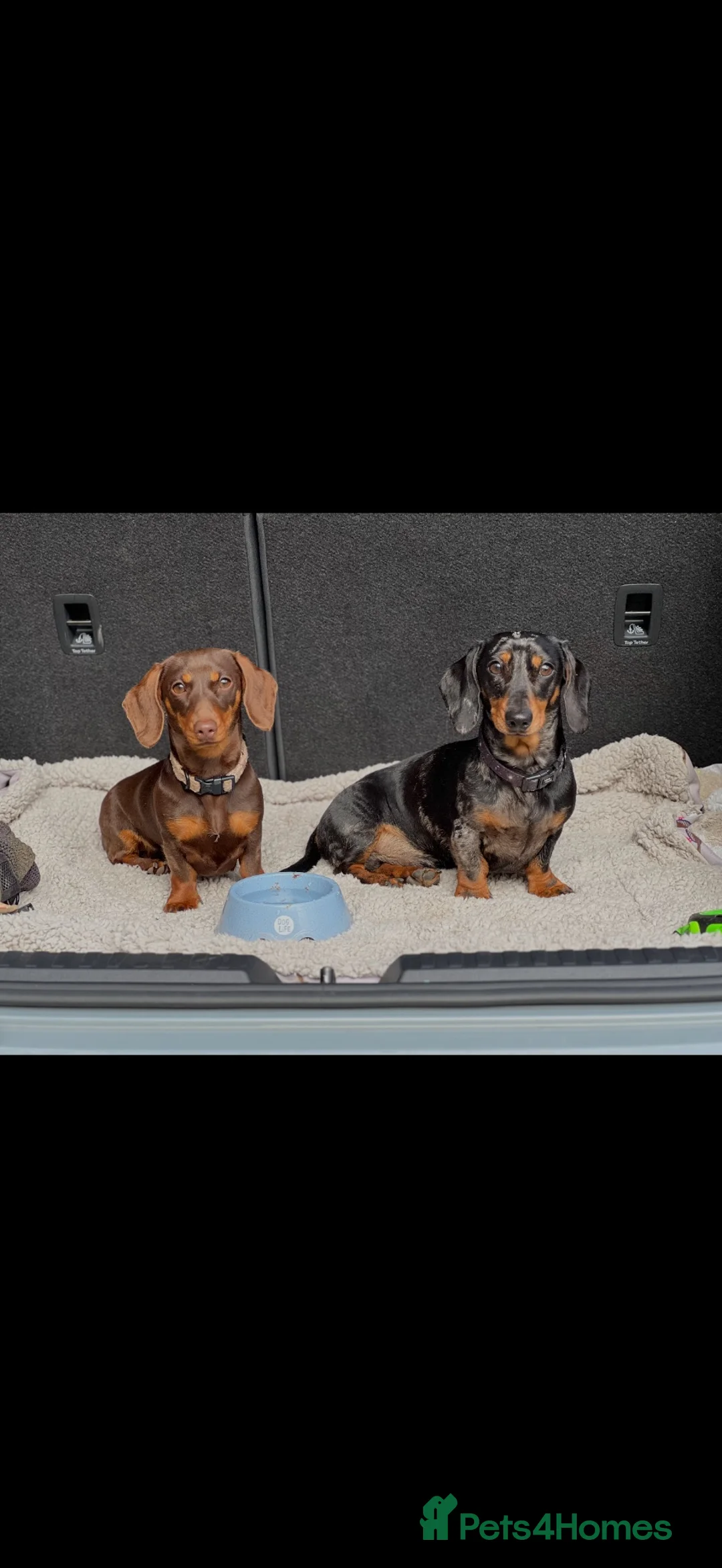 Miniature Dachshund dogs for sale: Miniature dachshunds  - Advert 2