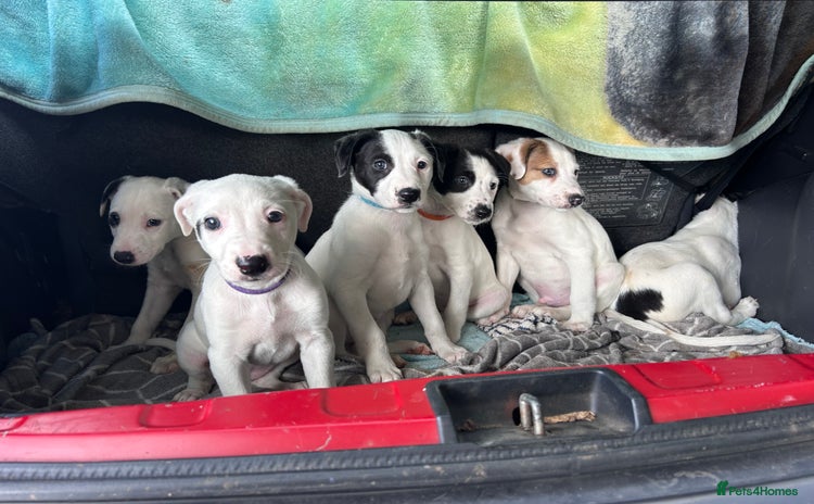 Mixed Breed dogs - Advert 2