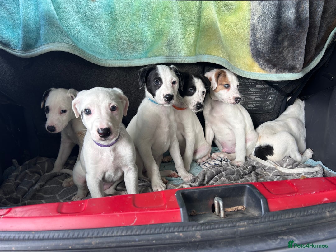 Mixed Breed dogs for sale: Lurcher x wiggy pups - Image 1