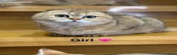 Scottish Fold cats for sale: TICA Registered Scottish Fold & Straight kittens - Advert 12