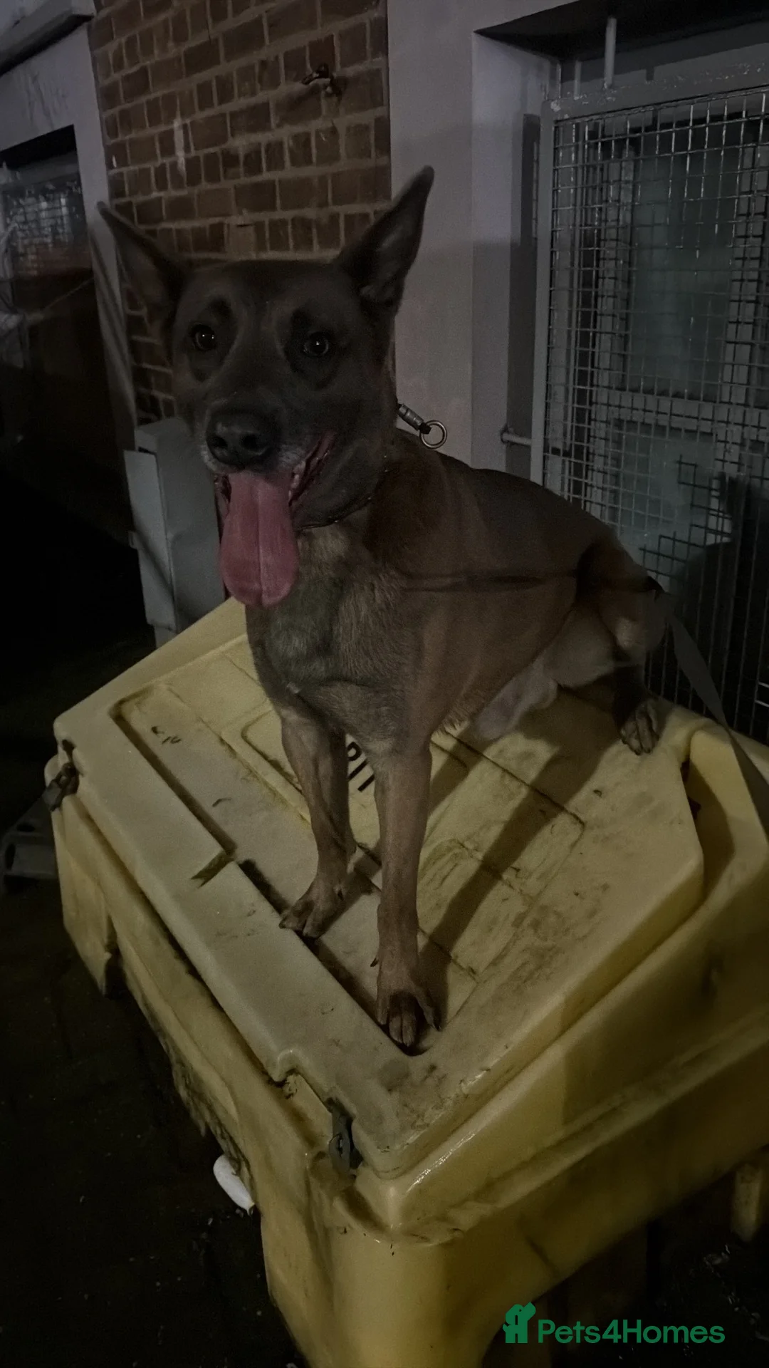 Belgian Shepherd Dog dogs for sale: Blue belgium malinois male - Advert 2