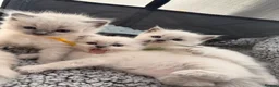 Ragdoll cats for sale: Last Blue Point Ragdoll GIRL kitten available  - Advert 7