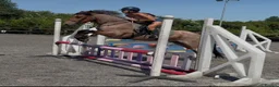 Connemara horses for sale: Registered Connemara gelding not to be missed  - Advert 7