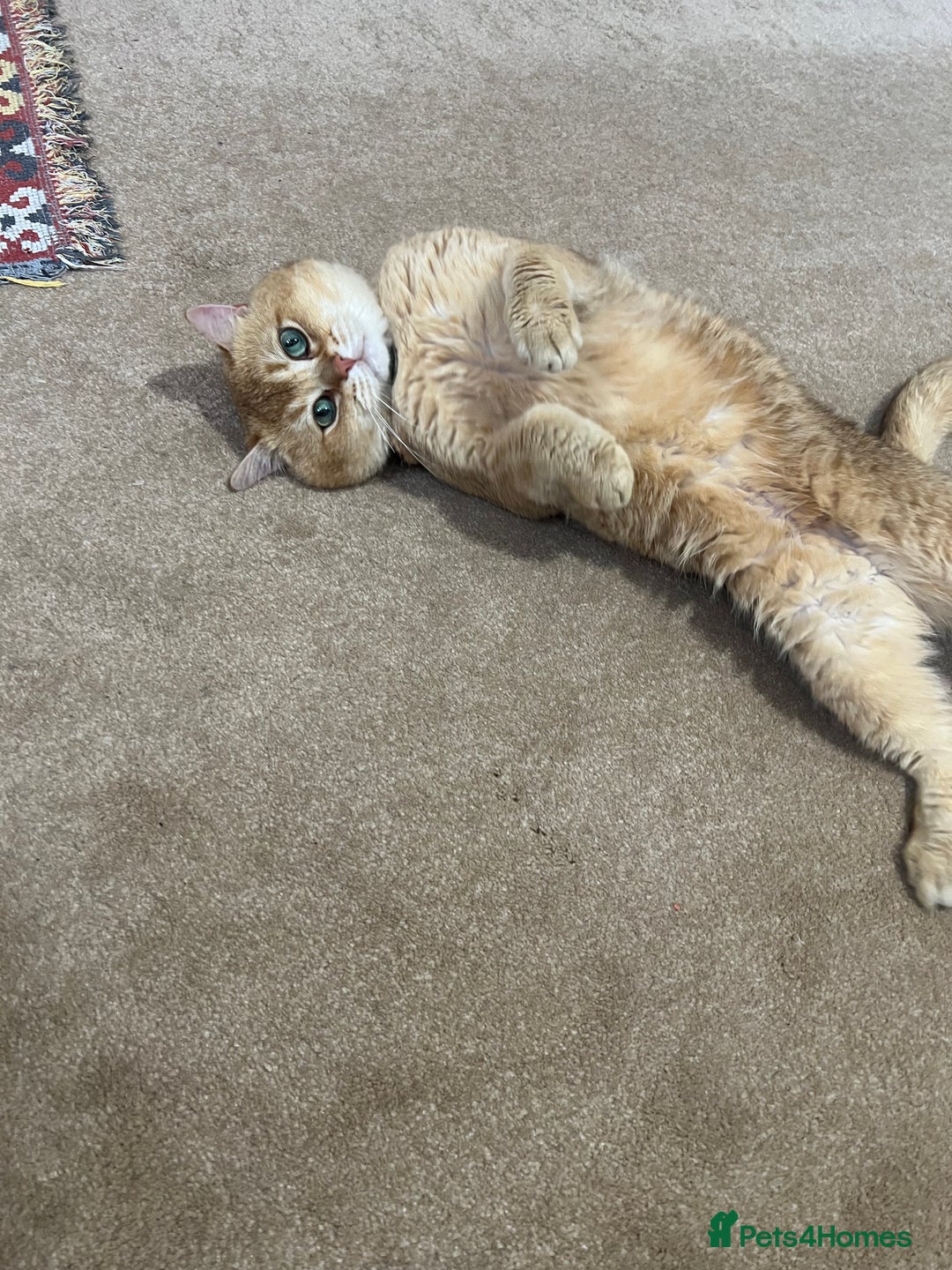 British Shorthair cats for sale: 🐾 Purebred BSH Kittens 🐾 - Advert 13