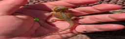 Bearded Dragon reptiles for sale: Red baby available soon  - Advert 3