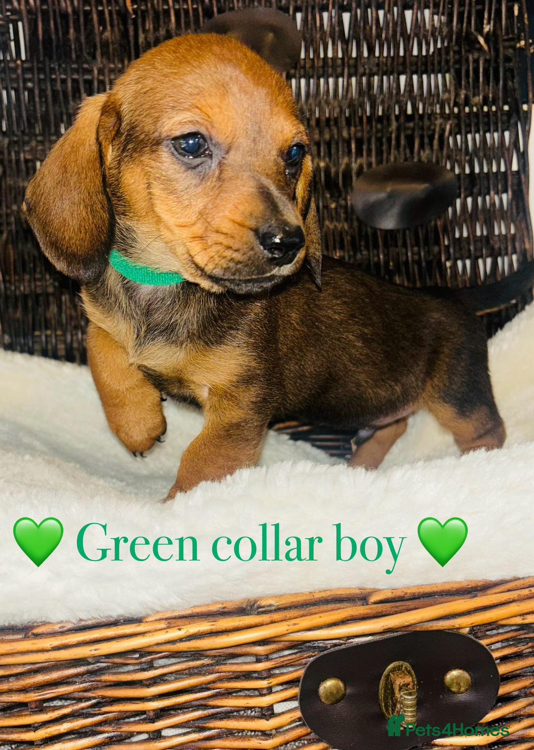 Miniature Dachshund dogs for sale: Stunning miniature daschund puppies  - Image 2