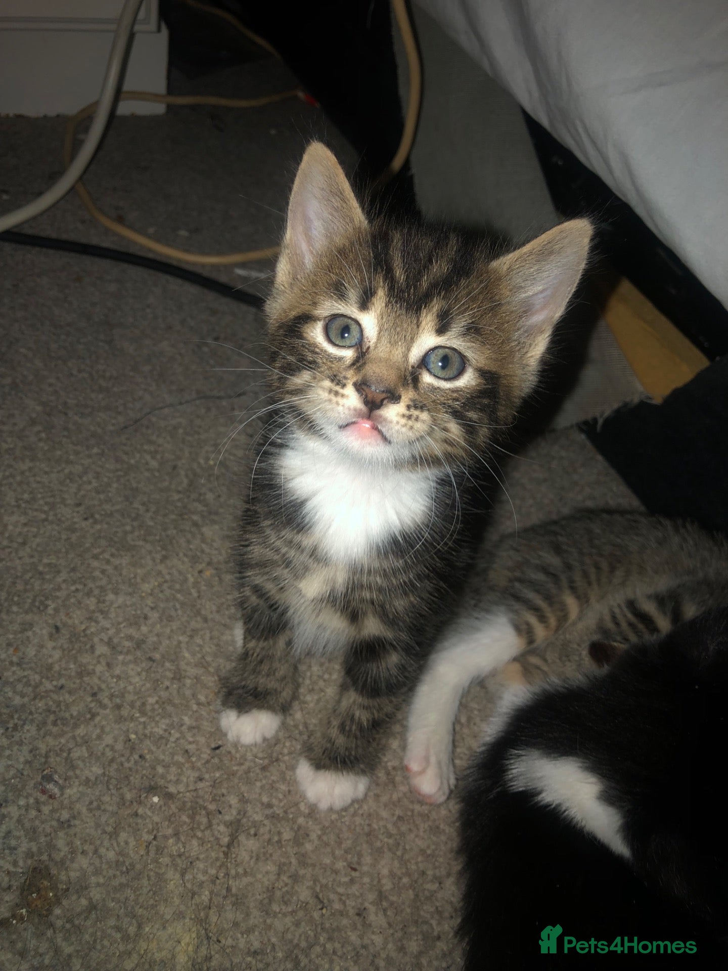 Mixed Breed cats Beautiful kitten  - Advert 1